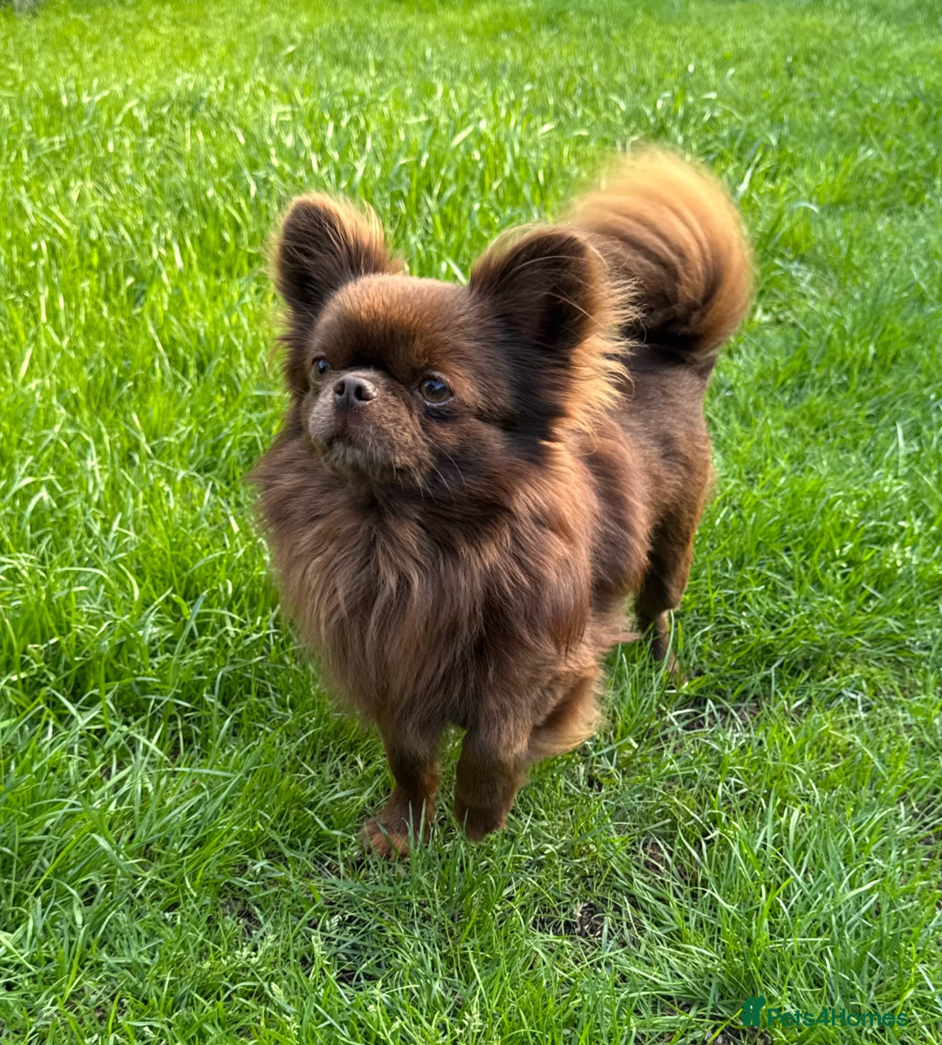 Chihuahua dogs Solid chocolate KC LC champion line DNA tested  - Advert 1