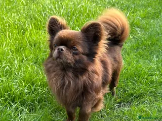 Chihuahua dogs Solid chocolate KC LC champion line DNA tested - Advert 2