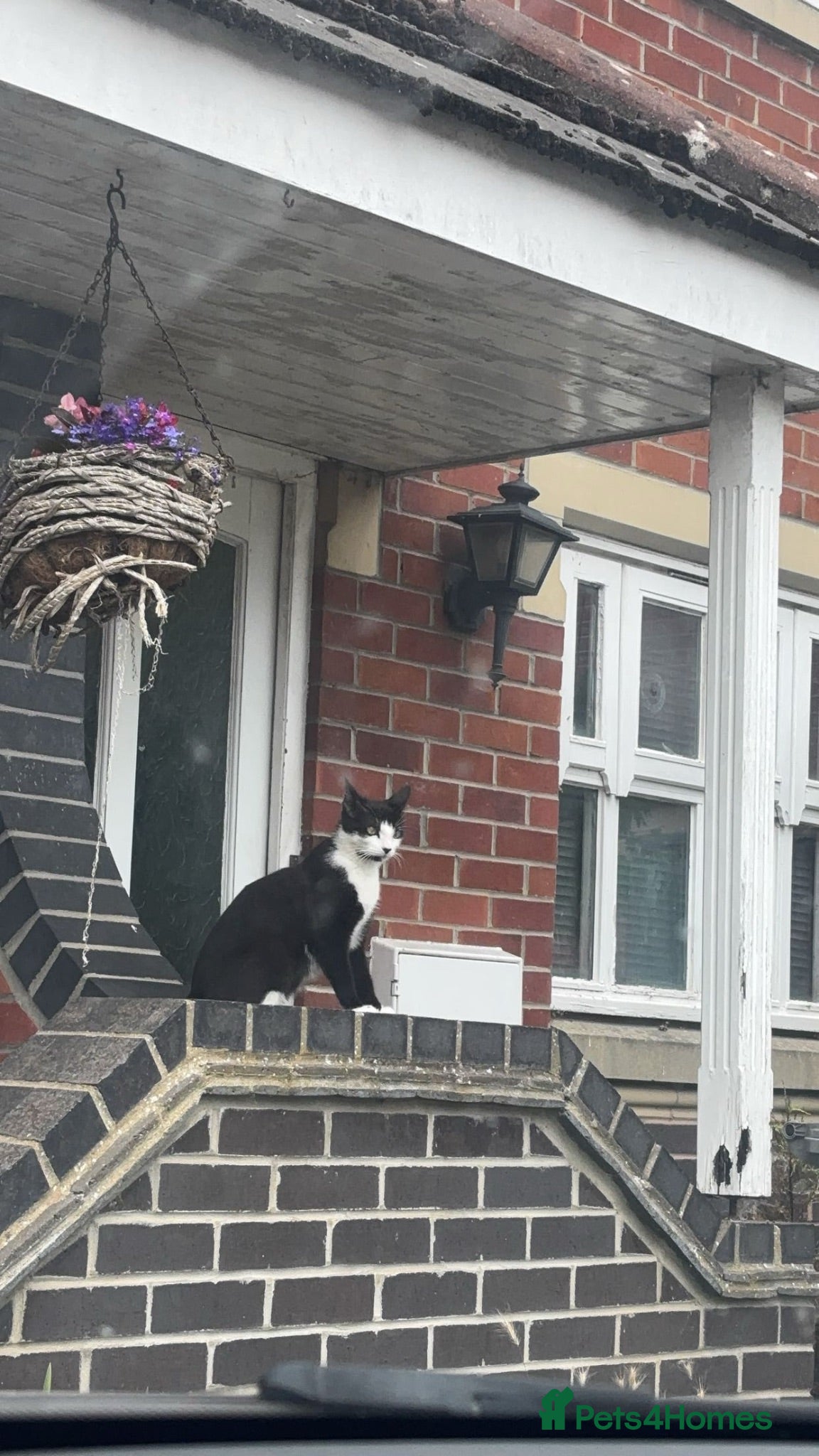 Domestic Shorthair cats Black and white kittens  - Advert 13