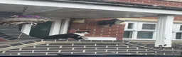 Domestic Shorthair cats for sale: Black and white kittens  - Advert 1