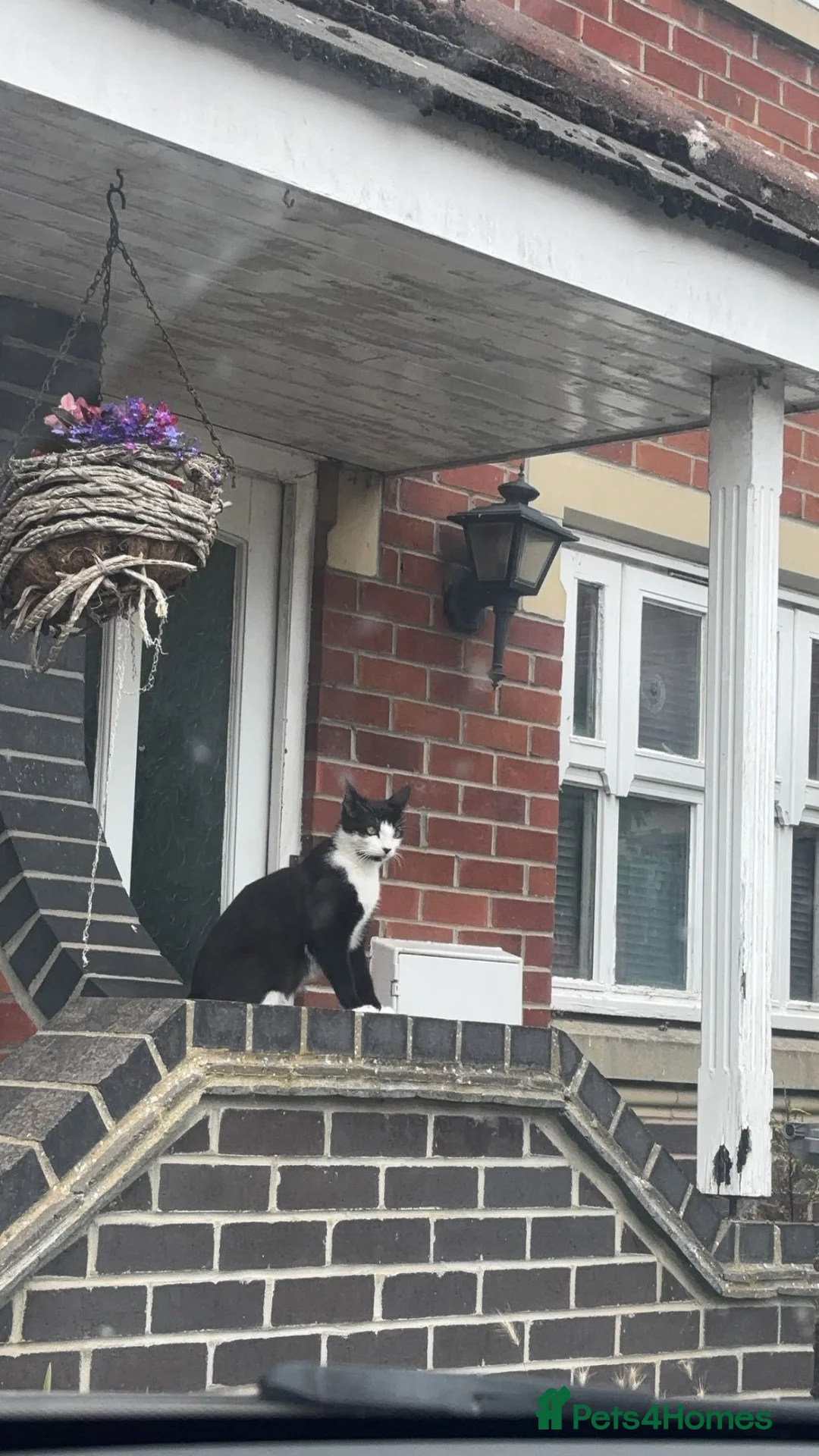 Domestic Shorthair cats for sale: Black and white kittens  - Advert 1