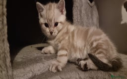 Persian cats for sale: Five loveable Persian kittens  - Image 6