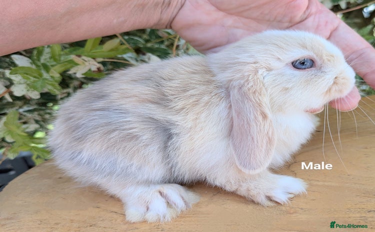 Mini Lop rabbits - Advert 3