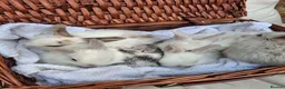 Mini Lop rabbits for sale: 6x Pure breed mini lop baby rabbits - Advert 3