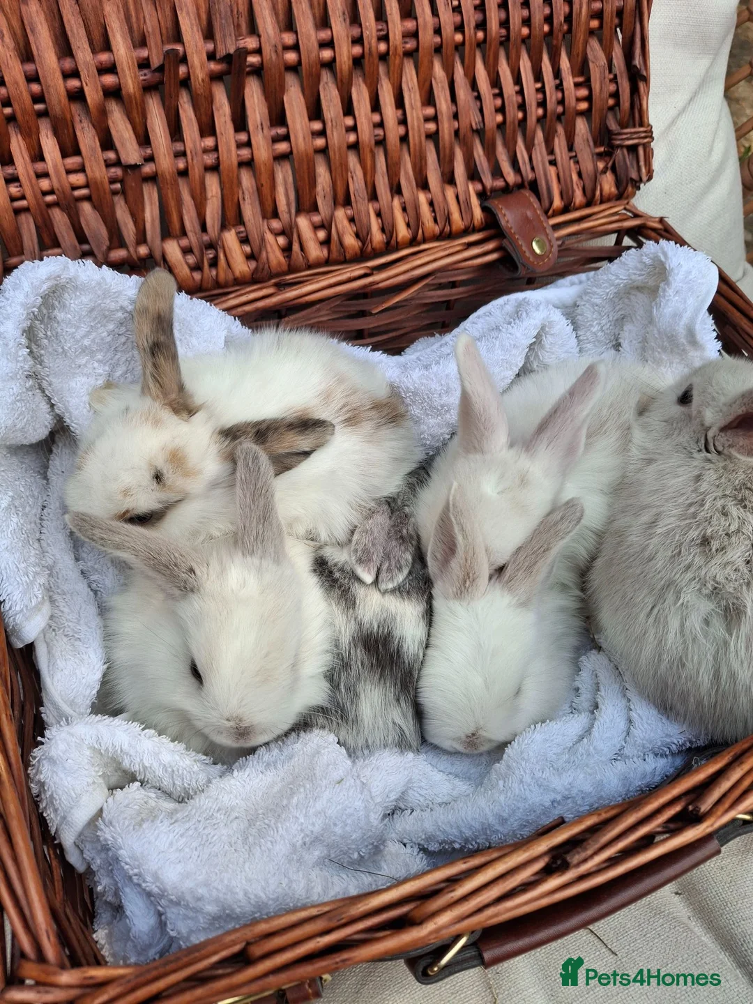 Mini Lop rabbits for sale: 6x Pure breed mini lop baby rabbits - Advert 1