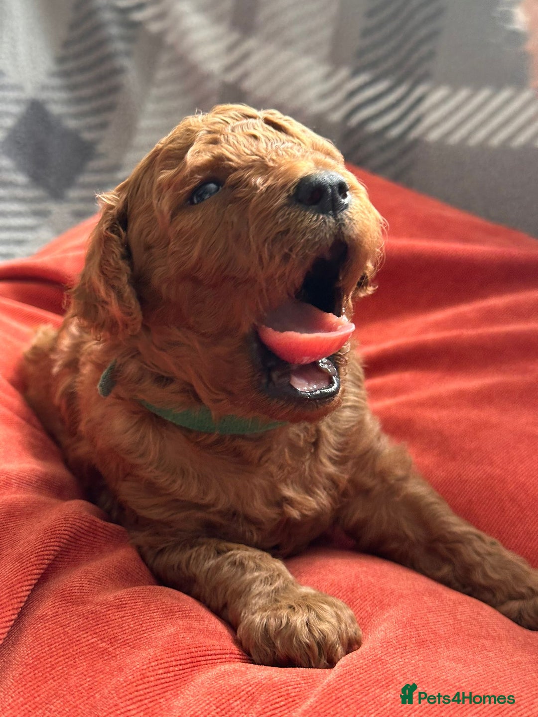 Mixed Breed dogs for sale: Poochon x Maltipoo puppies - Image 8
