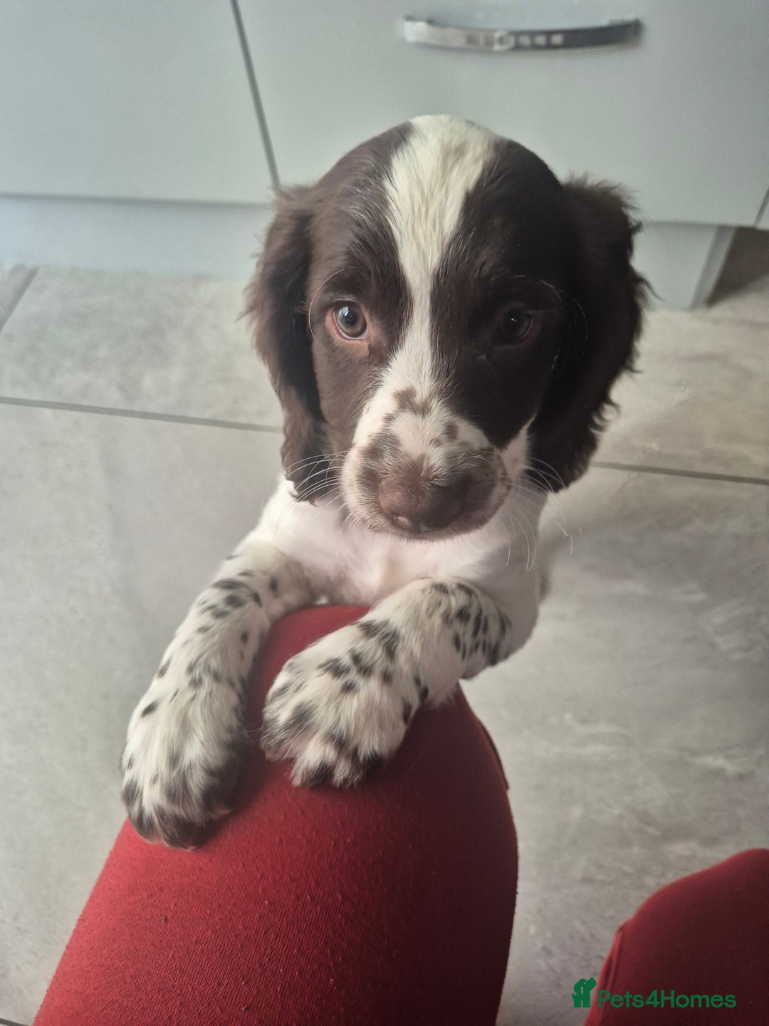English Springer Spaniel dogs for sale: Springer Beautiful Spaniel Pup Ready Now  - Image 5