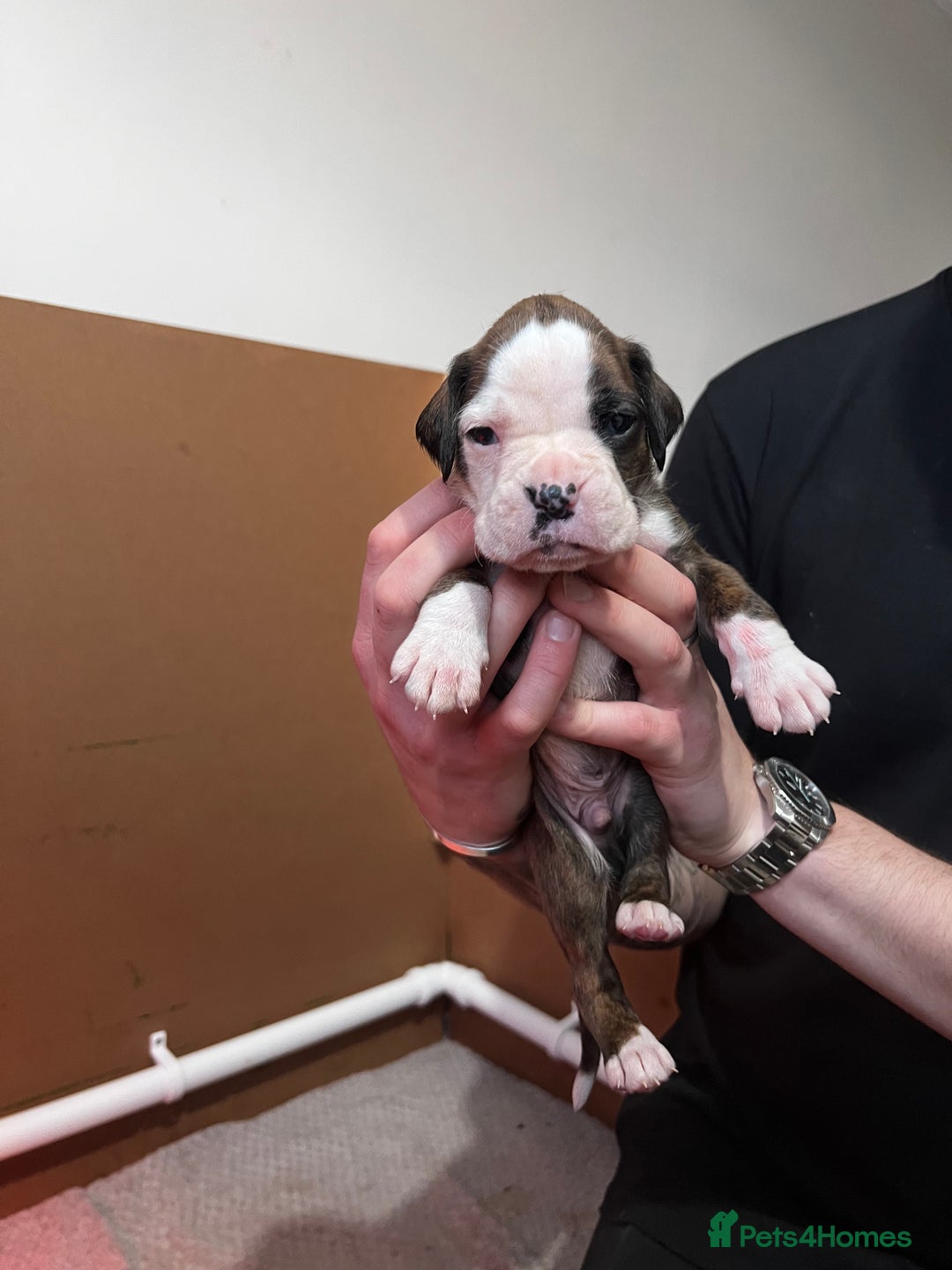 Boxer dogs for sale: Boxer Puppies UPDATED PHOTOS  - Advert 19