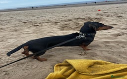 Miniature Dachshund dogs for adoption: 💙🐶 BUDDY – 4 yo Miniature Dachshund🐶💙 - Image 2