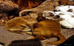 Cocker Spaniel dogs for sale: COME AND MEET US NOW Outstanding  show type - Image 20