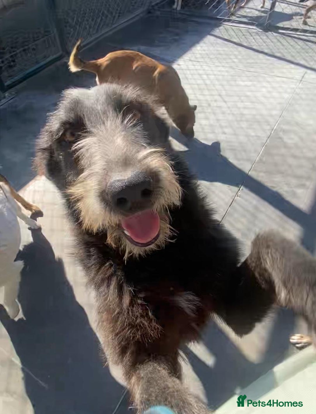 Mixed Breed dogs for adoption: Morag, 8 -9 months. Available for adoption. - Advert 2