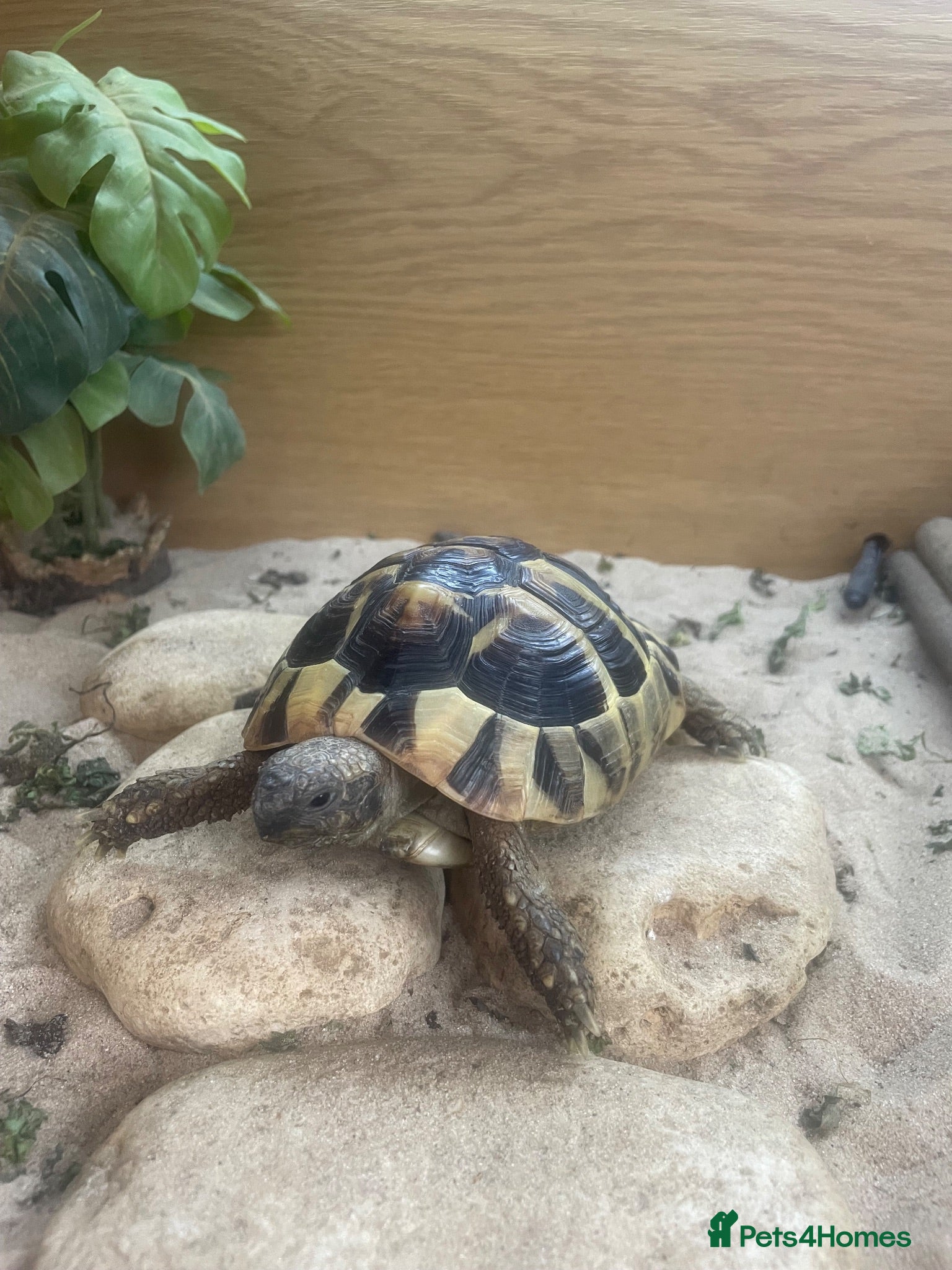 Hermann Tortoise reptiles Herman Tortoise  - Advert 5