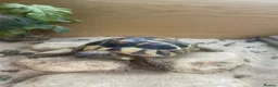Hermann Tortoise reptiles for sale: Herman Tortoise  in Wingate - Advert 1