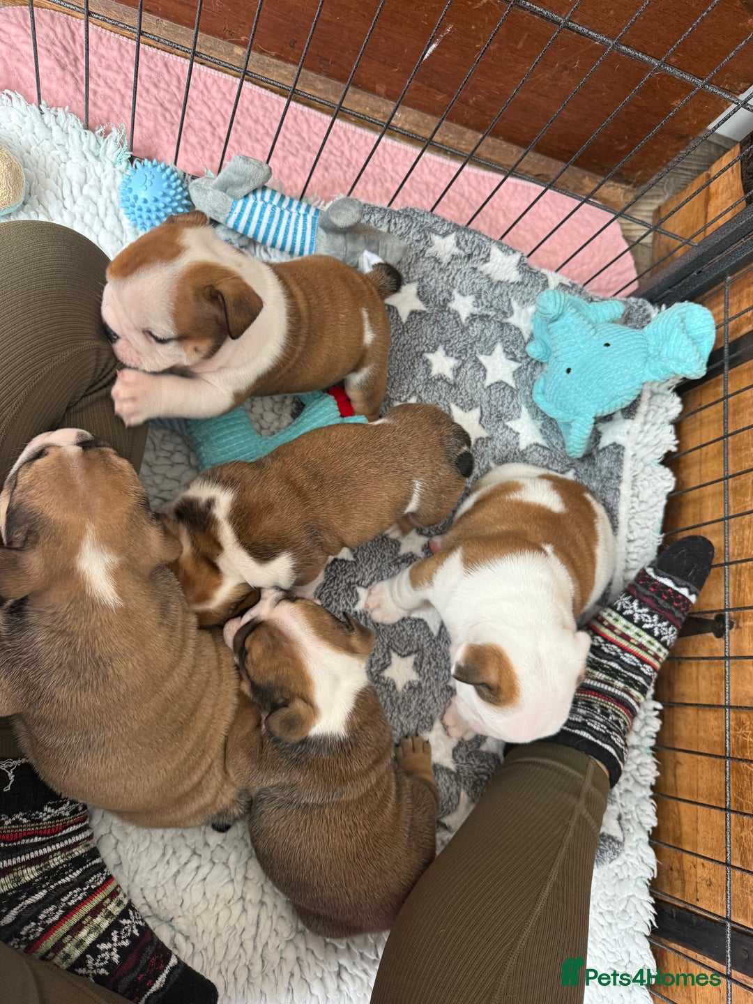 English Bulldog dogs for sale: KC Reg English Bulldog Pups - Image 8