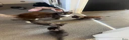 Maine Coon cats for sale: Mixed mainecoons  - Advert 7