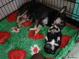 Frug dogs ♥️One adorable baby frug left ♥️ - Advert 3