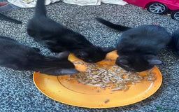 Mixed Breed cats for sale: Black tabby kittens for sale - Image 4