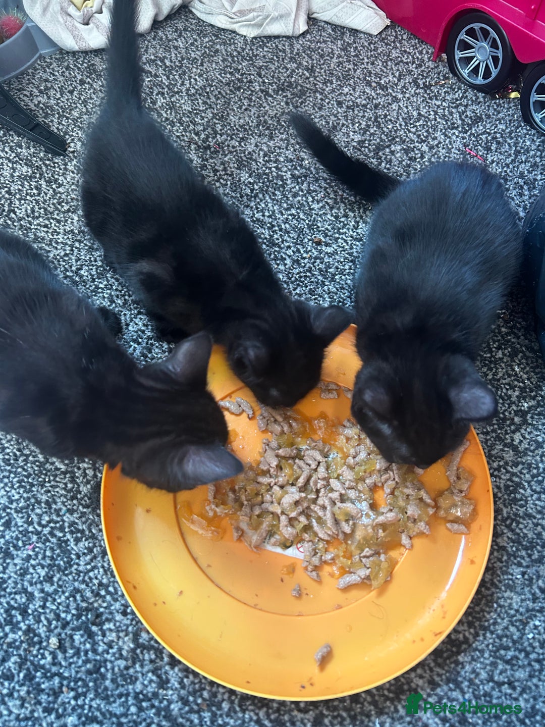 Mixed Breed cats for sale: Black tabby kittens for sale - Image 4