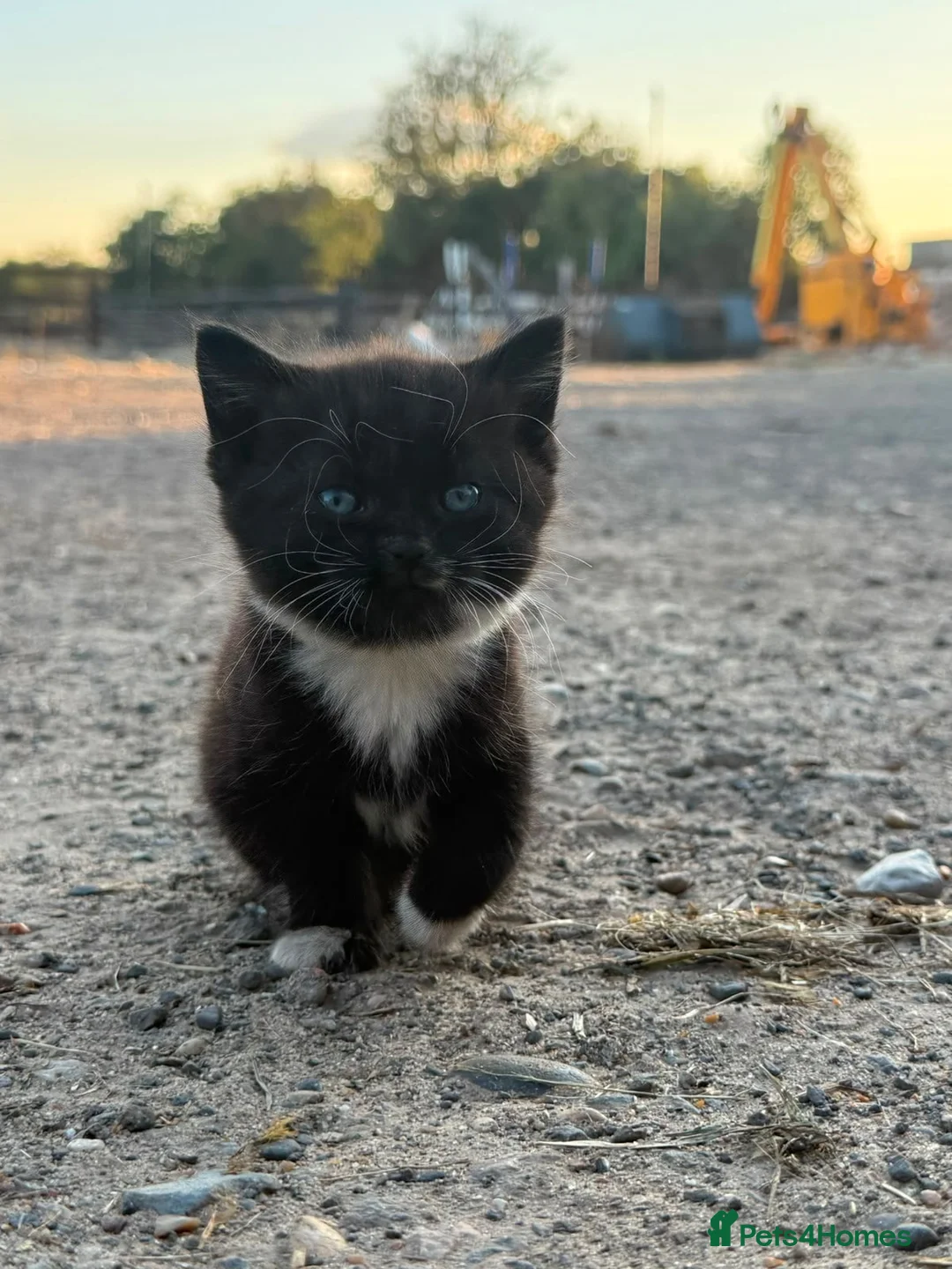Mixed Breed cats for sale: Tuxedo girl kitten  - Advert 2