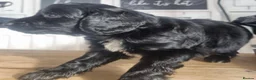 Cockapoo dogs for sale: Black cockapoo puppies - Advert 9