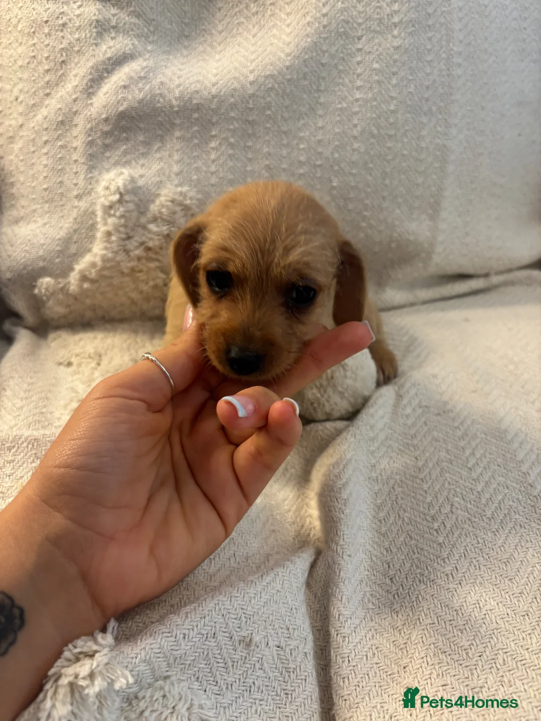 Jackshund dogs for sale: Dachshund x Jack Russell puppies  - Advert 2