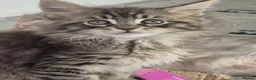 Maine Coon cats for sale: Maine Coon Kittens ready for there forever homes  - Advert 6