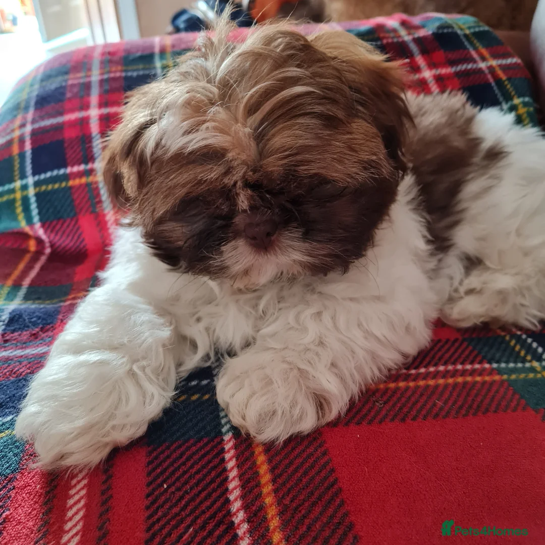 Shih Tzu dogs for sale: Imperial Shih Tzu female, 22 months KC registered. - Advert 23