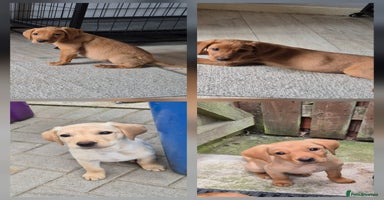 Labrador Retriever dogs - Advert 8