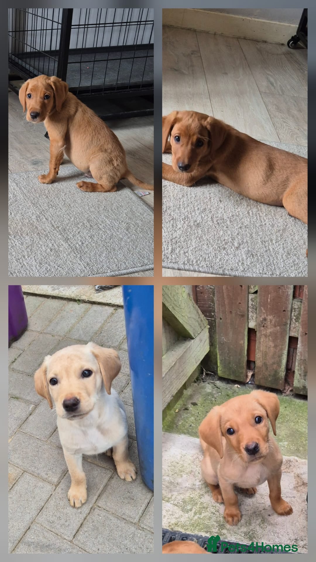 Labrador Retriever dogs for sale: Ready to leave Top quality KC reg labrador pups  - Image 3