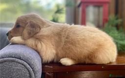 Golden Retriever dogs for sale: Beautiful Golden Retriever Puppies – Family Raised - Image 18