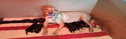 Labrador Retriever dogs for sale: KC REGISTERED BLACK LABRADOR PUPS FOR SALE - Advert 13