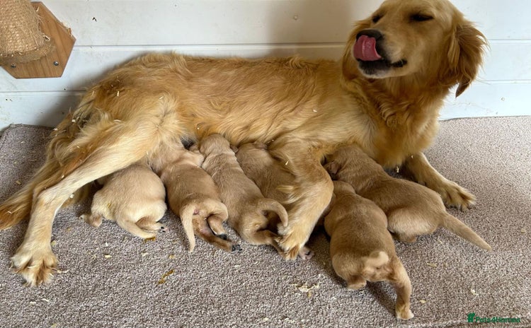 Golden Retriever dogs Golden Retriever Puppies - Advert 10