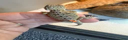 Bearded Dragon reptiles for sale: Baby bearded dragons - Advert 9