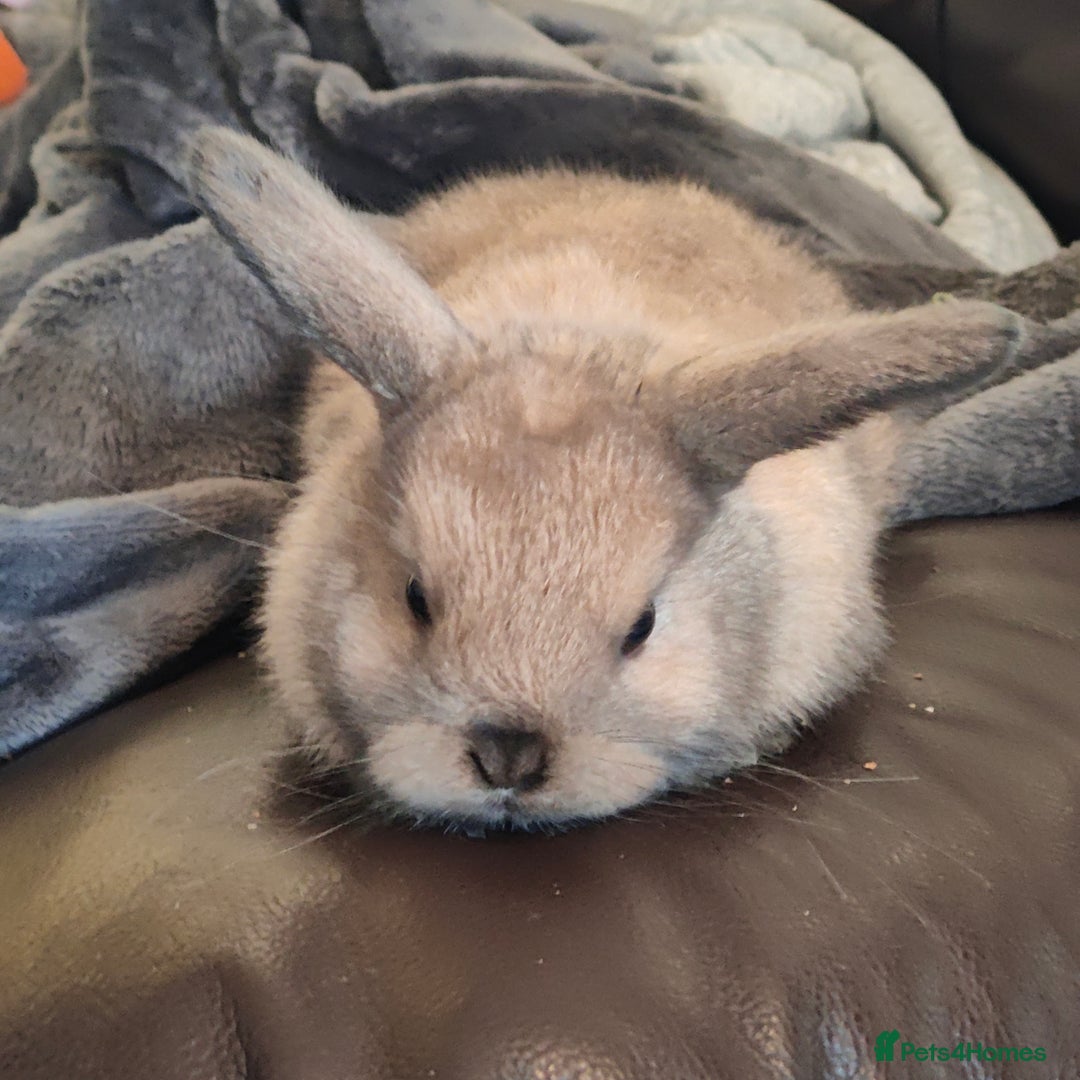 Mini Lop rabbits for sale: Mini lops  - Image 1