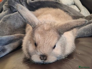 Mini Lop rabbits - Advert 7