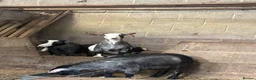 Goats livestock for sale: Beautiful pedigree Pygmy goats   - Advert 6