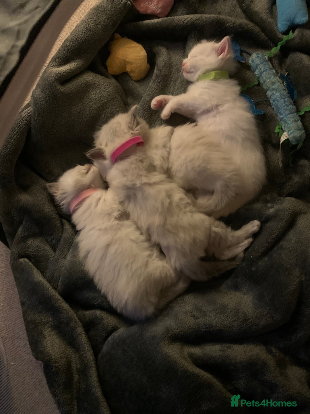 Ragdoll cats for sale: 4 Ragdoll kittens  - Advert 11