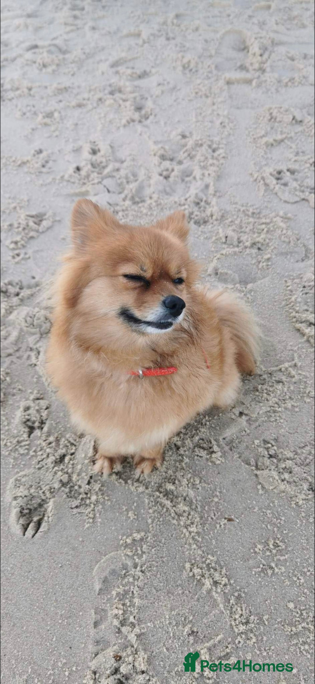 German Spitz dogs for sale: German spitz - Advert 7