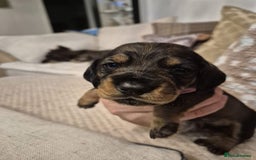 Dachshund dogs for sale: Tekel (wire haired dachshund) puppies for sale  - Image 7