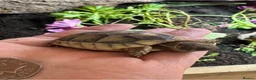 Tortoise reptiles for sale: Marginated tortoise hatchlings, 2025, for sale  - Advert 4