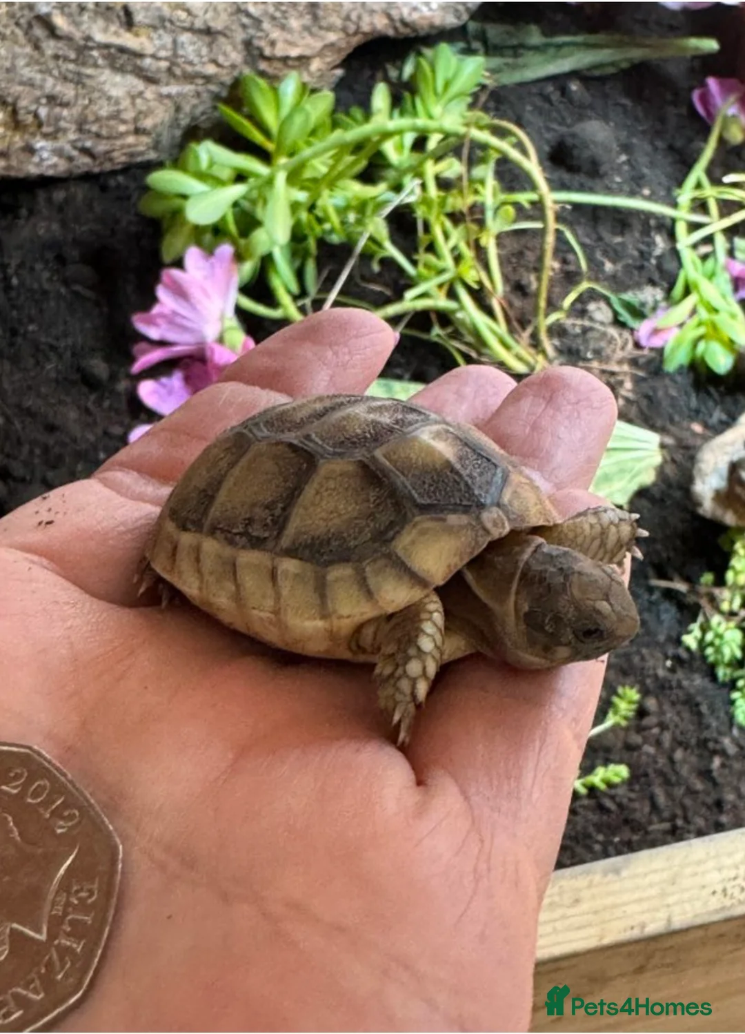 Tortoise reptiles for sale: Marginated tortoise hatchlings, 2025, for sale  - Advert 4