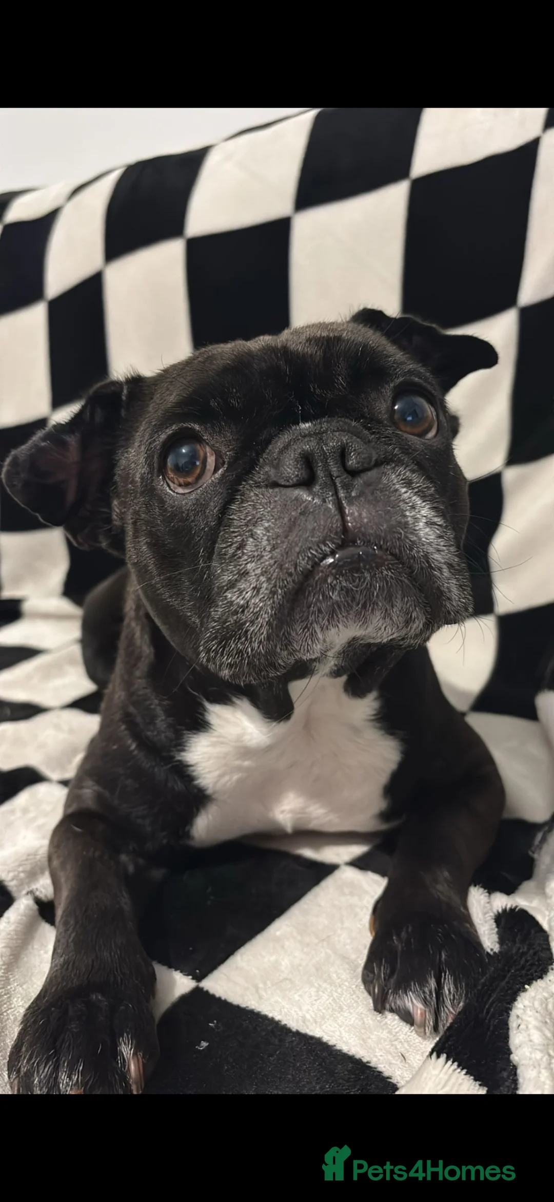French Bulldog dogs for sale: 5 year old Frenchie looking for a loving home  - Advert 2
