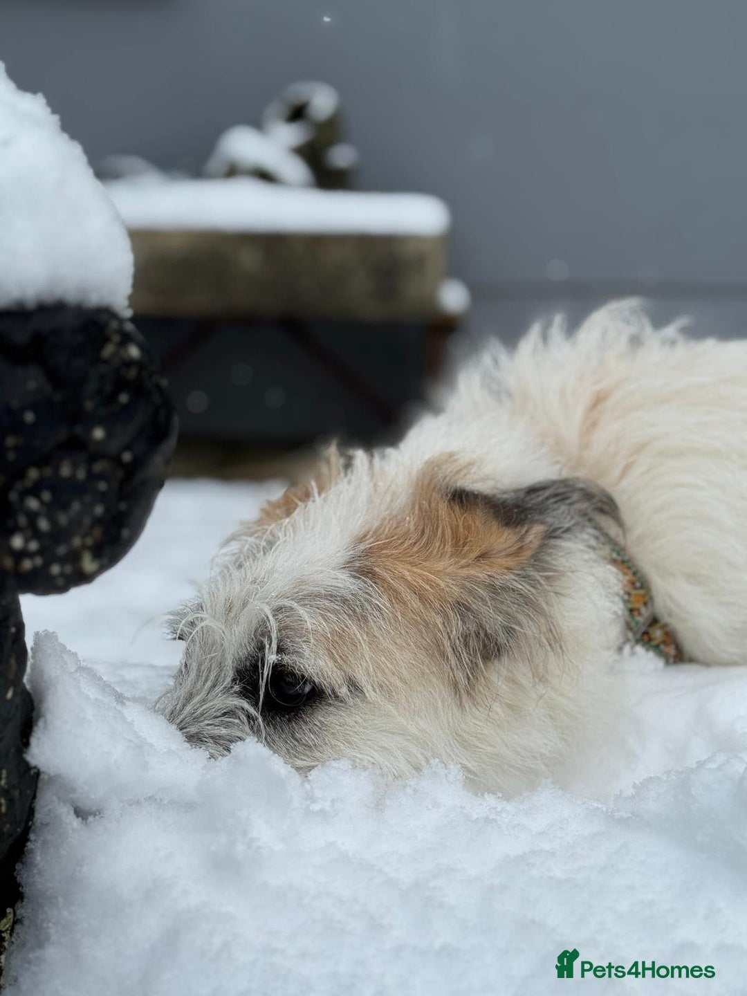 Mixed Breed dogs for adoption: KALLIE-16months, loves dogs/playful/active/rural - Advert 12