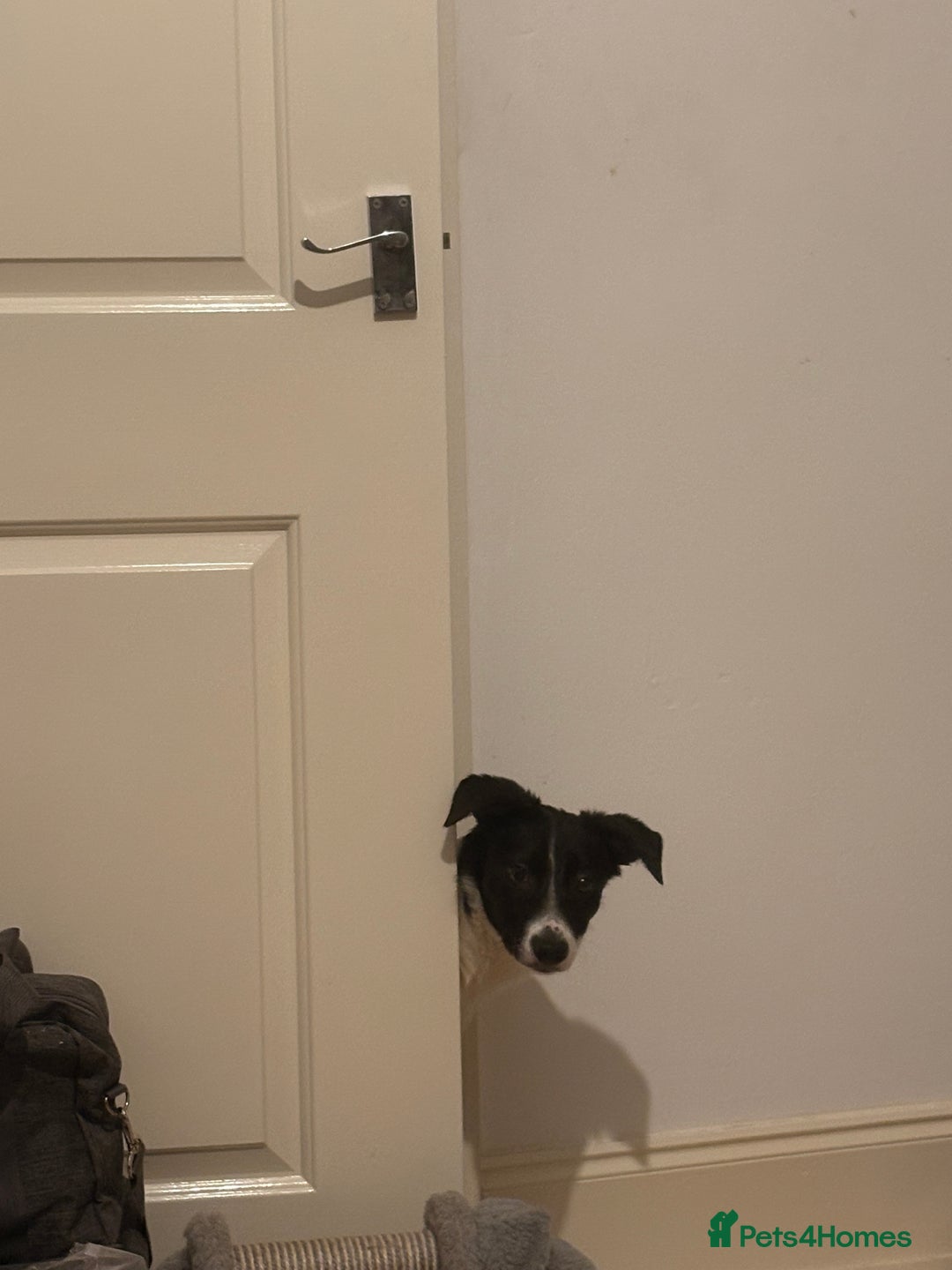 Border Collie dogs for sale: Yuki (available asap) - Image 2