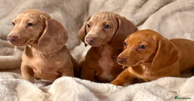 Miniature Dachshund dogs - Advert 13