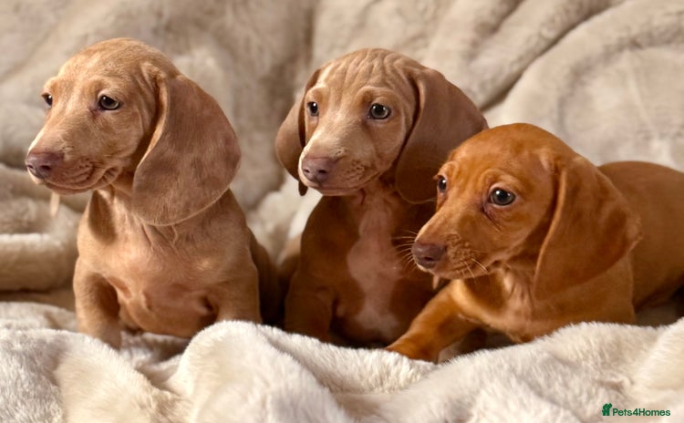 Miniature Dachshund dogs - Advert 2