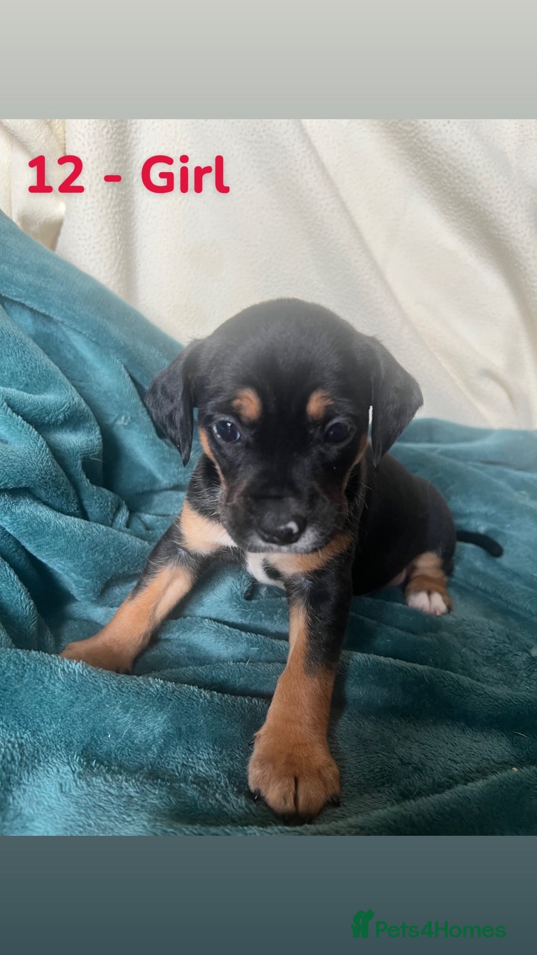 Mixed Breed dogs for sale: Old Tyme English Bulldog x Sproodle Puppies - Image 25