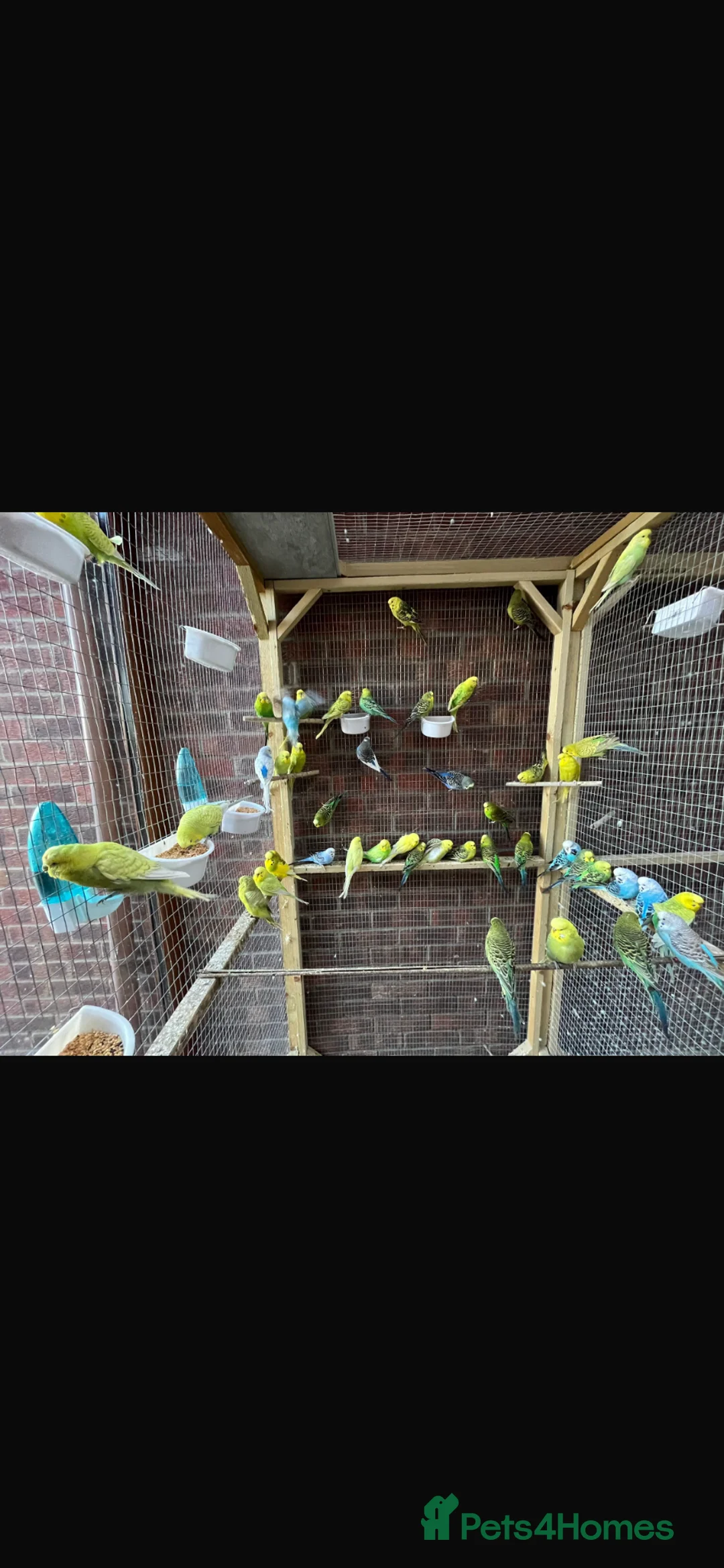 Ringnecks birds for sale: Stunning Budgies - Advert 2