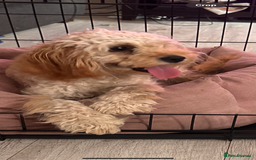 Cockapoo dogs for sale: 9 month old cockapoo  - Image 2
