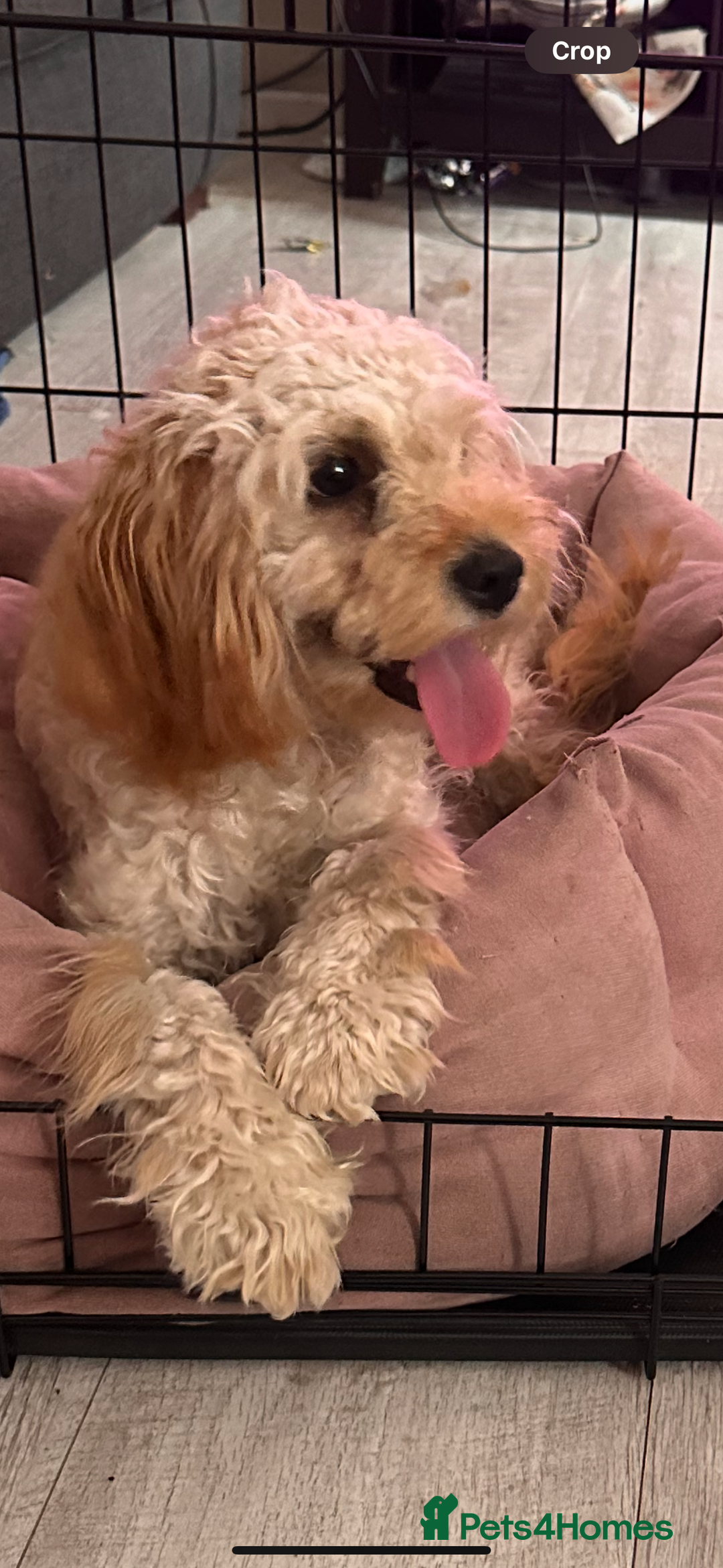 Cockapoo dogs for sale: 9 month old cockapoo  - Image 2